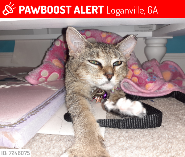 Lost Female Cat last seen Near Preserve Park Drive, Loganville, GA, USA, Loganville, GA 30052