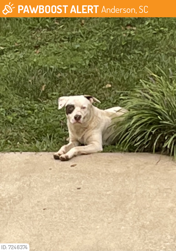 Found/Stray Male Dog last seen Millgate Road, Anderson, SC, USA, Anderson, SC 29621