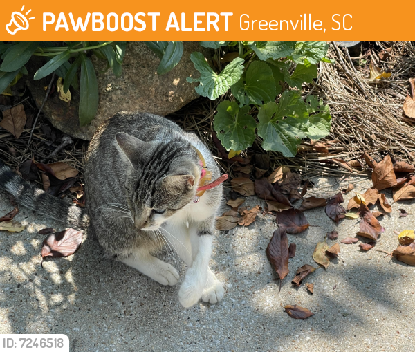 Rehomed Female Cat last seen Windstone Court, Greenville, SC, USA, Greenville, SC 29615