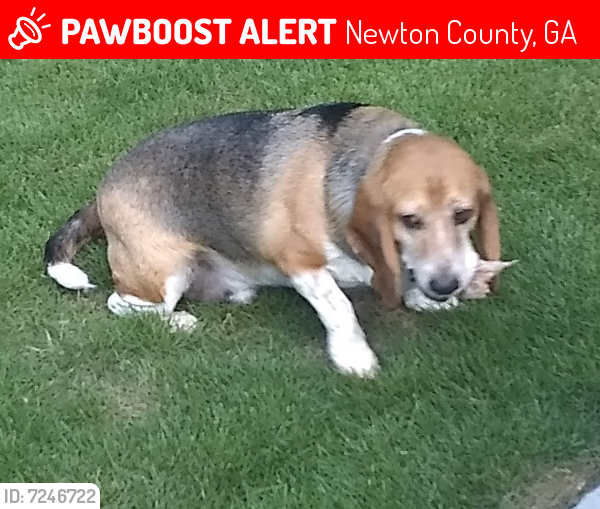 Lost Male Dog last seen Tabor Forest Drive, Oxford, GA, USA, Newton County, GA 30054