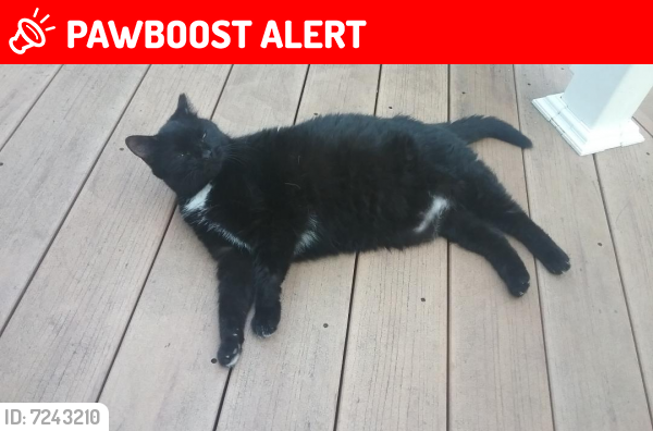 Lost Female Cat last seen Merganser Court, Lake Fred., Front Royal, VA, USA, Frederick County, VA 22663