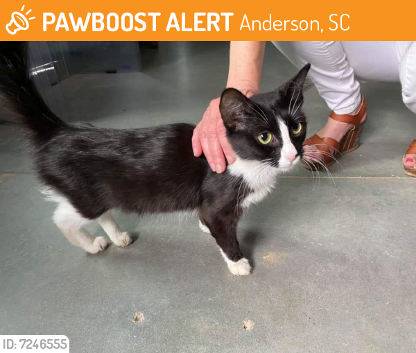 Rehomed Unknown Cat last seen Near Pearman Dairy Rd, Anderson, SC 29625, USA, Anderson, SC 29625