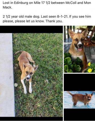 Lost Male Dog last seen Near 1/2 Mile Rd, Edinburg, TX, USA, Edinburg, TX 78542