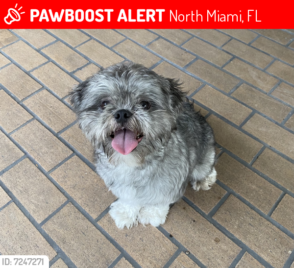 Deceased Female Dog last seen Near Biscayne Blvd, North Miami, FL 33181, North Miami, FL 33181