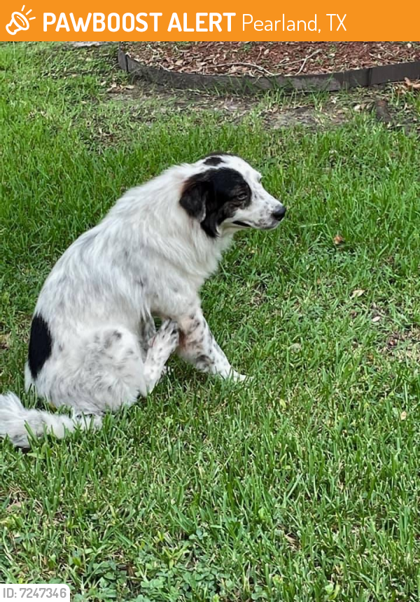 Found/Stray Male Dog last seen Near Fite Road, Pearland, TX, USA, Pearland, TX 77584
