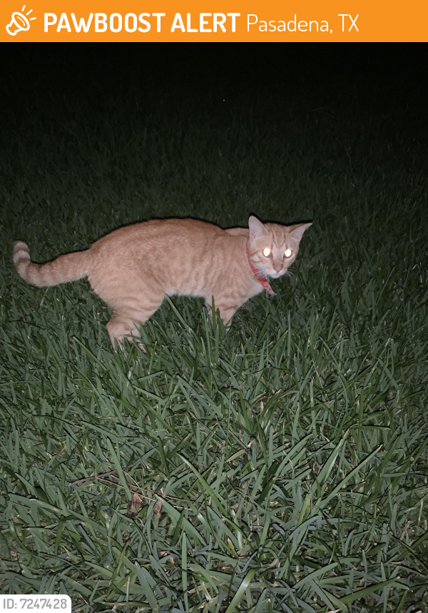 Found/Stray Female Cat last seen Near Marlock Lane, Pasadena, TX, USA, Pasadena, TX 77502
