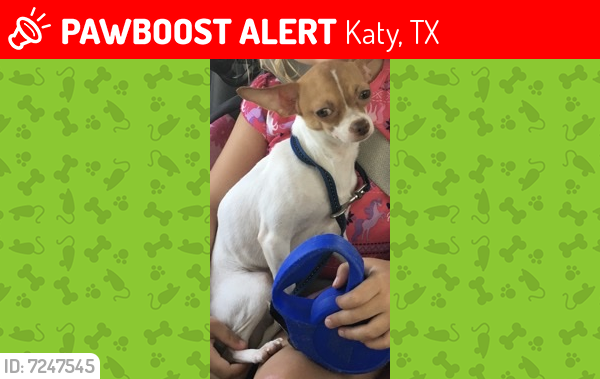 Lost Male Dog last seen Near Freeman Rd, Katy, TX, USA, Katy, TX 77493
