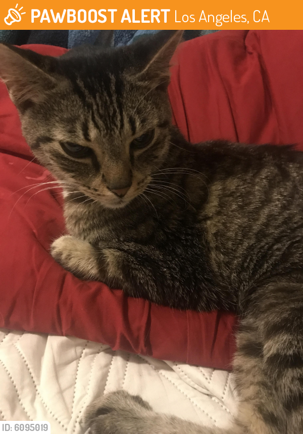 Found/Stray Female Cat last seen Lincoln Boulevards,Venice, Los Angeles, CA 90291