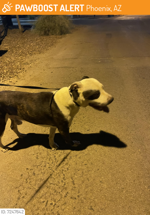 Found/Stray Male Dog last seen South 35th Avenue & West Baseline Road, Laveen Village, AZ, USA, Phoenix, AZ 85339