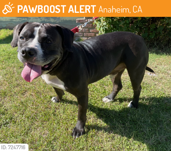 Rehomed Male Dog last seen South Western Avenue & West Orange Avenue, Anaheim, CA, USA, Anaheim, CA 92804