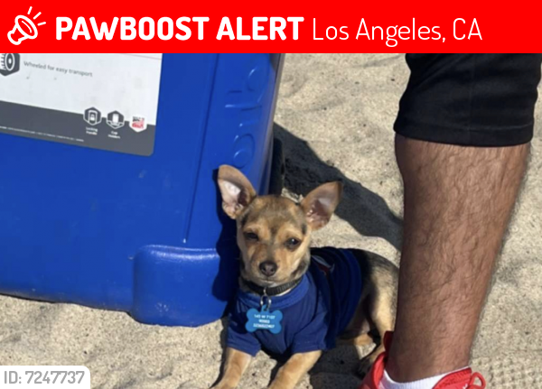 Lost Male Dog last seen E Martin Luther King Jr Blvd, Los Angeles, CA, USA, Los Angeles, CA 90011