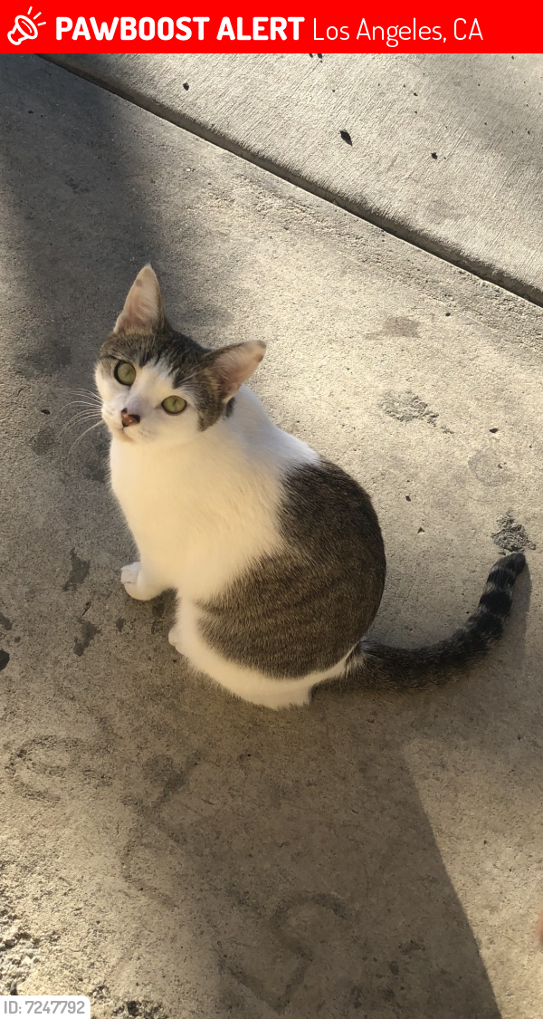 Lost Female Cat last seen Near South Redondo Boulevard, Los Angeles, CA, USA, Los Angeles, CA 90016