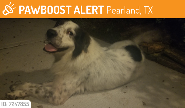 Found/Stray Male Dog last seen Near Sumac Drive, Pearland, TX, USA, Pearland, TX 77584