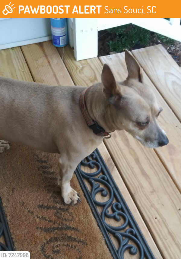 Found/Stray Female Dog last seen Rasor Drive, Greenville, SC, USA, Sans Souci, SC 29617