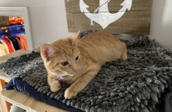 Reunited Female Cat last seen Near Liberty Street, Kansas City, MO, USA, Kansas City, MO 64101