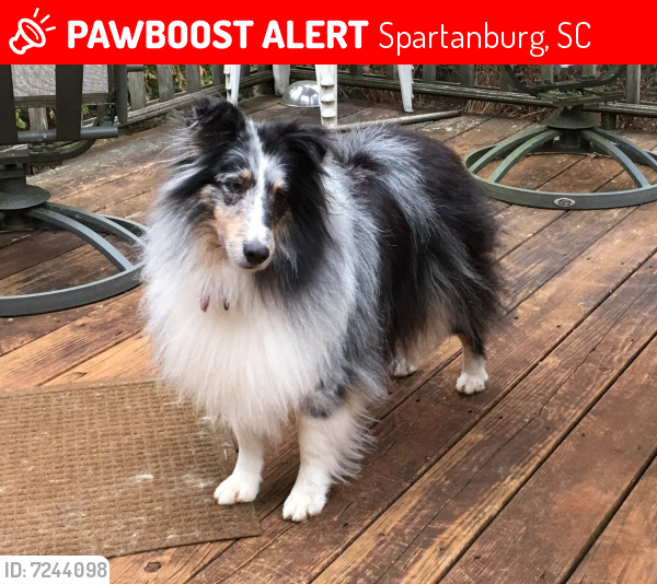 Lost Female Dog last seen Camelot, Spartanburg, SC 29301, USA, Spartanburg, SC 29301