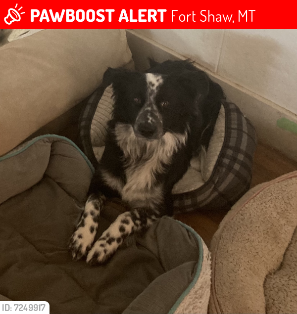 Lost Female Dog last seen Near County Line Rd, Fort Shaw, MT 59443, USA, Fort Shaw, MT 59443