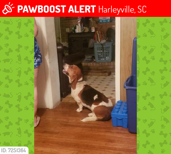 Lost Male Dog last seen Near West Main Street, Harleyville, SC, USA, Harleyville, SC 29448