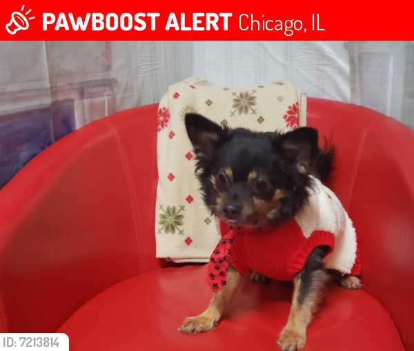 Lost Male Dog last seen Garfield Blvd and Loomis, Chicago, IL 60636
