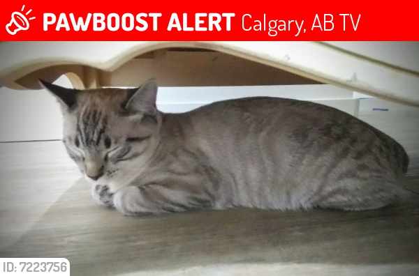 Lost Male Cat last seen Hamlet Road & Elbow Drive SW , Calgary AB , Calgary, AB T2V