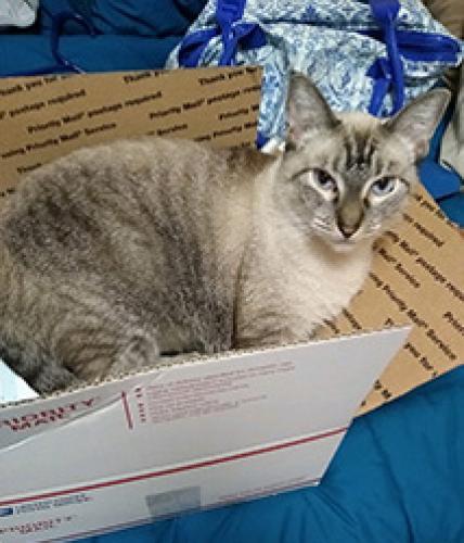 Lost Female Cat last seen W. Bloom St. in cul-de-sac), Boise, ID 83703