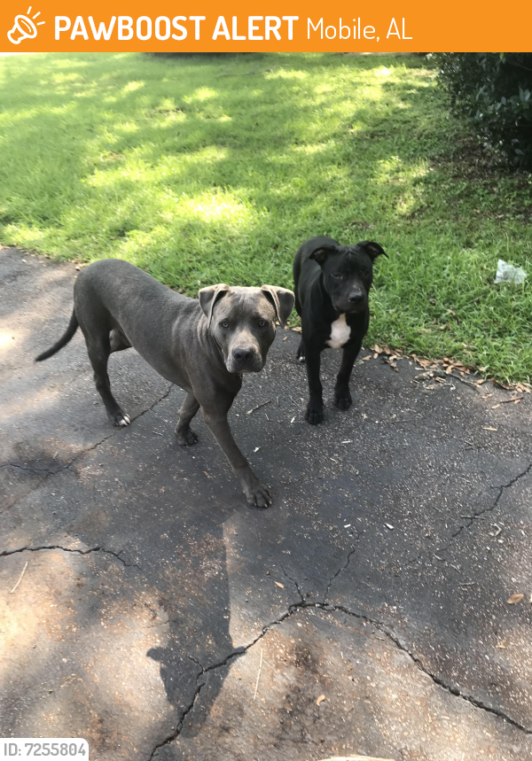 Mobile, AL Stray Male Dog Found Near Snow Rd PawBoost