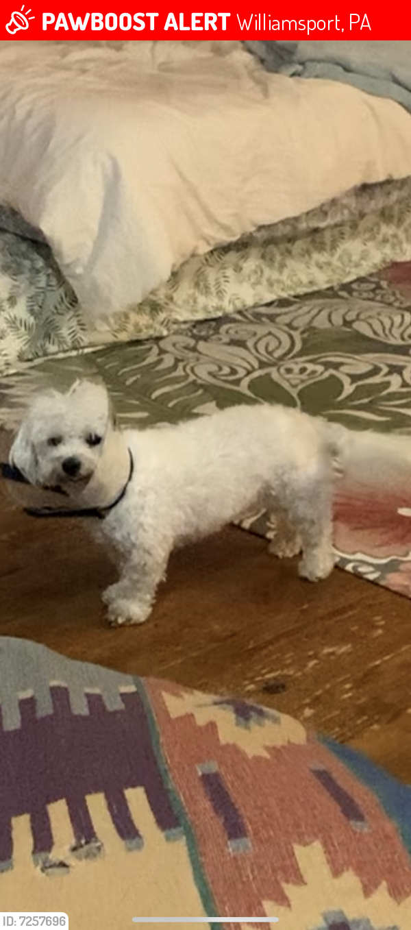 Lost Male Dog last seen Brandon park , Williamsport, PA 17701