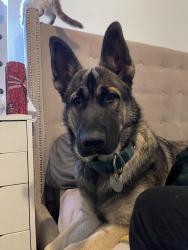 Reunited Male Dog last seen Near Hubbard St, Los Angeles, CA 90023, USA, Los Angeles, CA 90023