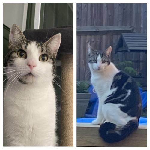 Lost Male Cat last seen Worting road , Hampshire, England RG22 6NR