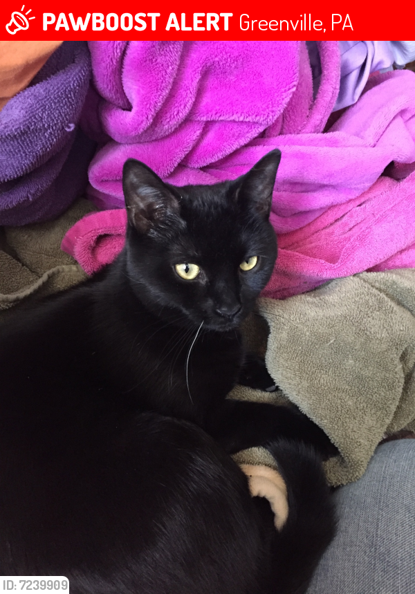 Lost Female Cat last seen Near Wise Road, Greenville, PA, USA, Greenville, PA 16125
