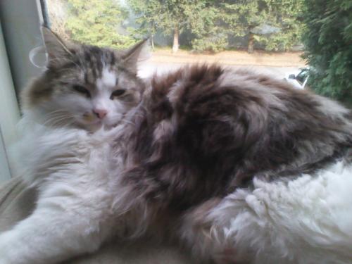 Lost Male Cat last seen Near 3rd Street East , North Vancouver, BC V7L 1G2
