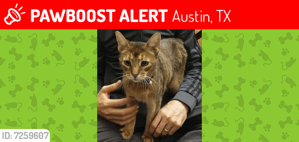 Lost Male Cat last seen Greystone and Crossdraw/ Northwest Hills, Austin, TX 78731