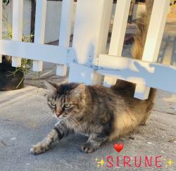 Lost Female Cat last seen Hampden Terrace @ Lanewood, Alhambra, CA. 91801, Alhambra, CA 91801