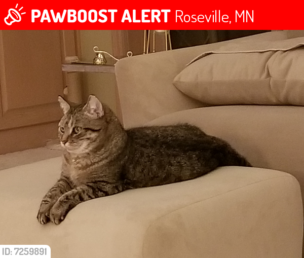 Lost Female Cat last seen Cty Rd B & Ferris Ln , Roseville, MN 55113