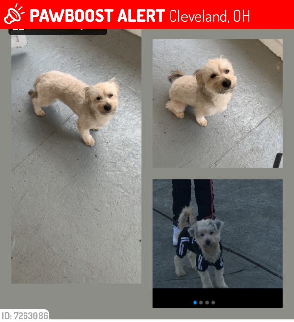 Lost Male Dog last seen Scranton rd , Cleveland, OH 44113