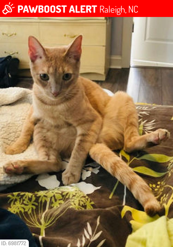 Lost Male Cat last seen Honey Lane and Elm St. , Raleigh, NC 27604