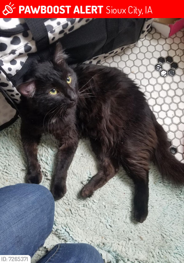 Lost Male Cat last seen Isabella and W 28th, Sioux City, IA 51103