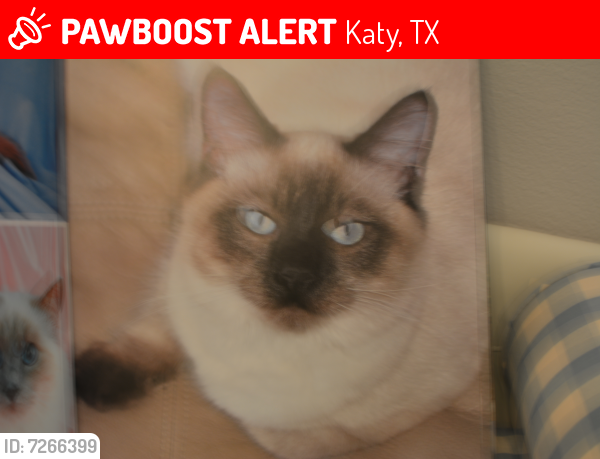 Lost Male Cat last seen Crystal bay dr/ beach club, Katy, TX 77450