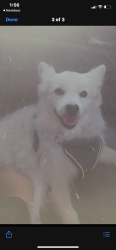 Reunited Male Dog last seen Near Belinda Way, Chula Vista, CA 91910, USA, Chula Vista, CA 91910