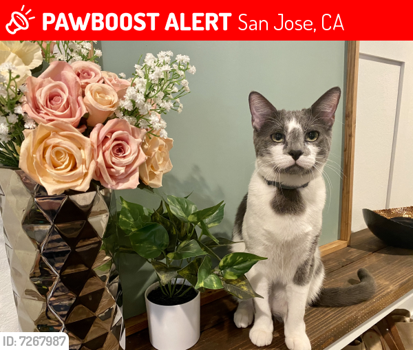 Lost Male Cat last seen Pittsfield way and Cheltenham Ave. , San Jose, CA 95139