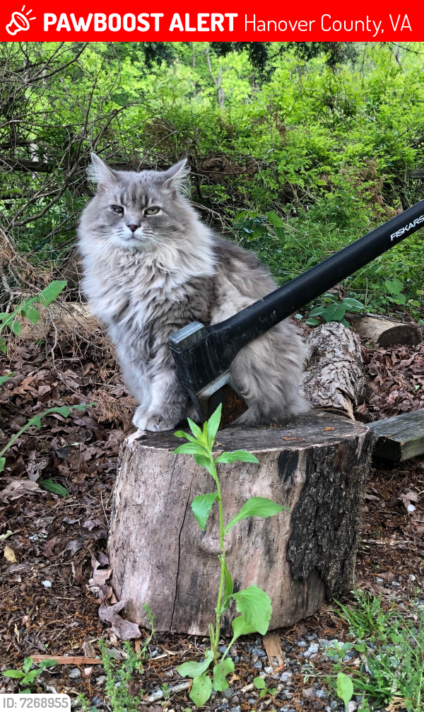 Lost Male Cat last seen Quaker Church Rd.and Rt. 54, Hanover County, VA 23192
