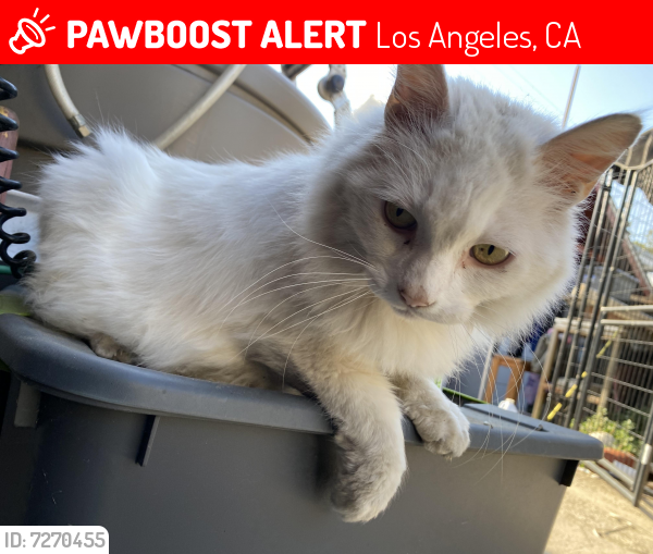 Lost Male Cat last seen Sierra and Rolle, Los Angeles, CA 90031