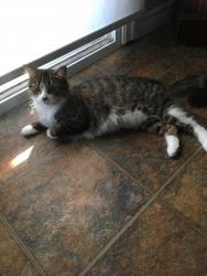 Lost Female Cat last seen Highland Road and Gatestone , Hamilton, ON L8J 2V1