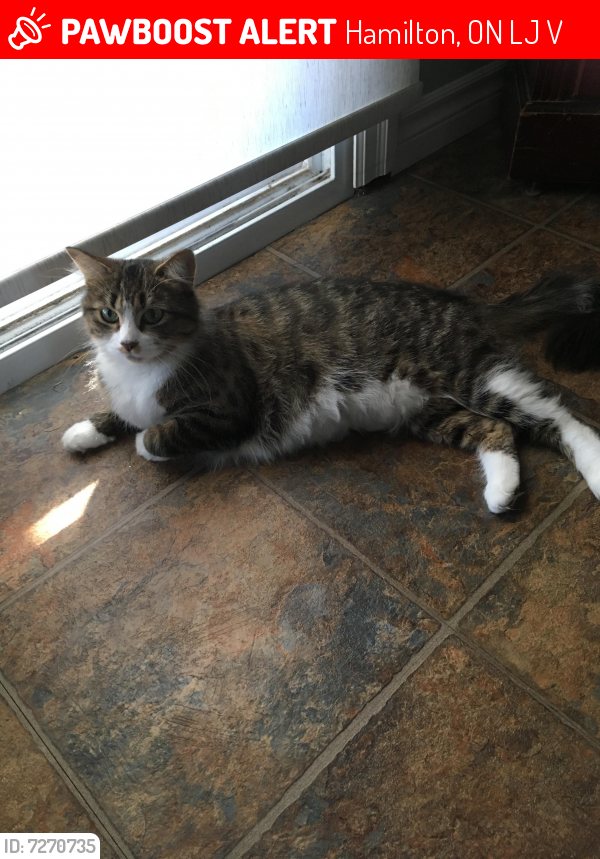 Lost Female Cat last seen Highland Road and Gatestone , Hamilton, ON L8J 2V1