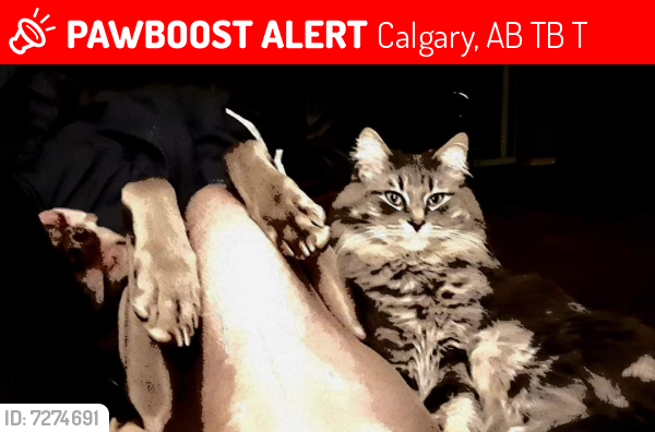 Lost Male Cat last seen Erin Mount CRESCENT SE, Calgary, AB T2B 2T1