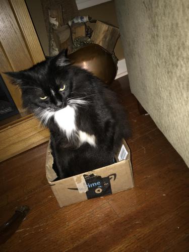 Lost Male Cat last seen Sleepy hollow rd and youpon ln, Conroe, TX 77385