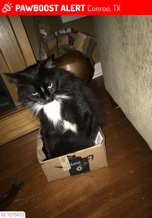 Lost Male Cat last seen Sleepy hollow rd and youpon ln, Conroe, TX 77385