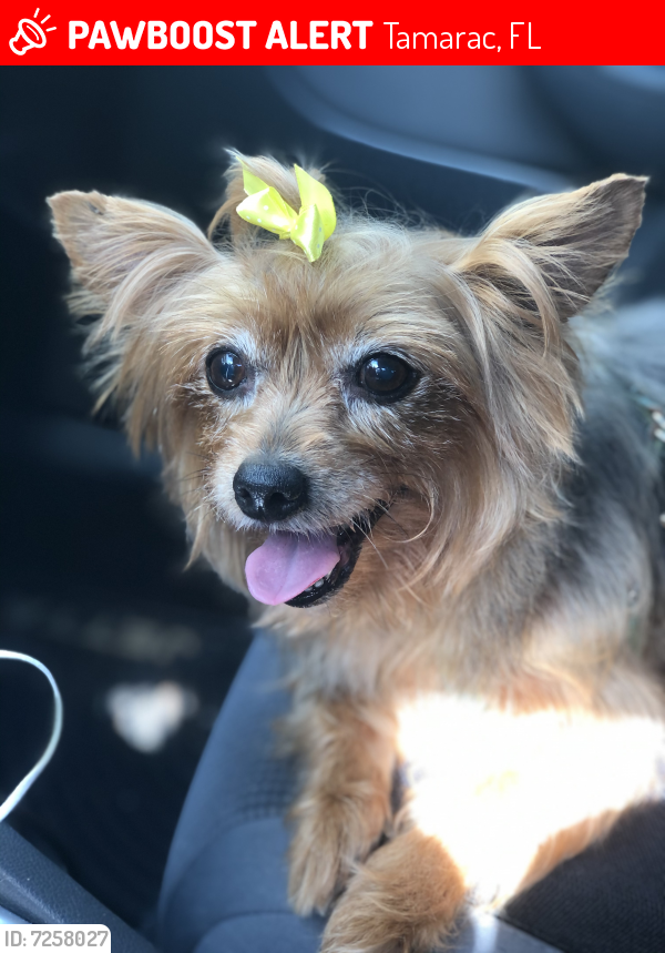 Lost Female Dog last seen NW 80th & Nobb Hill , Tamarac, FL 33321