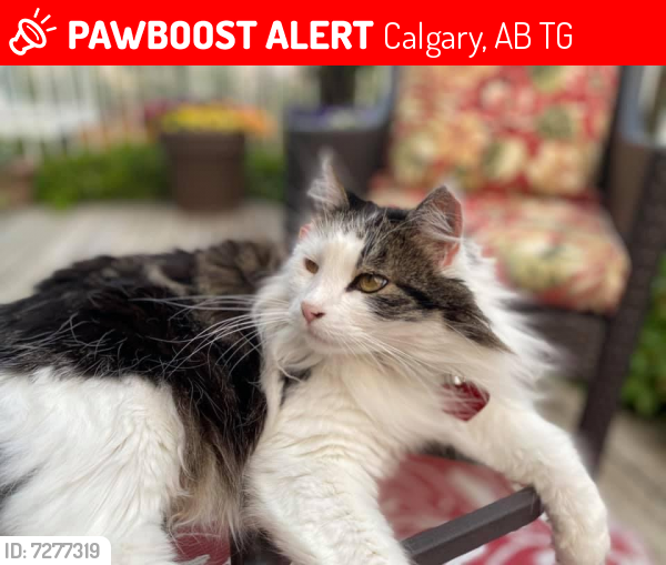 Lost Male Cat last seen Rocky Ridge Mews NW, Calgary, AB T3G