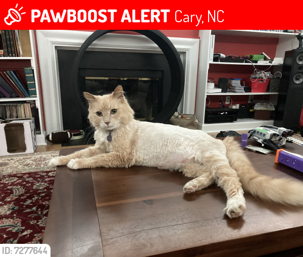 Lost Male Cat last seen Lowe's Foods on Tryon Rd, Cary, NC 27518